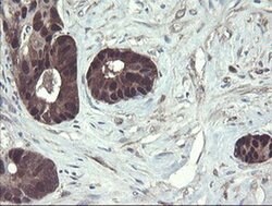 TSC22D1 Monoclonal Antibody (OTI3B7), TrueMAB , OriGene 100 &mu;L; Unconjugated:Antibodies,
