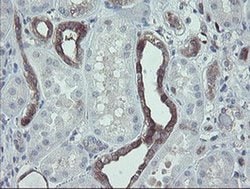 TSC22D1 Monoclonal Antibody (OTI3B7), TrueMAB , OriGene 100 &mu;L; Unconjugated:Antibodies,