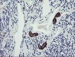 TSC22D1 Monoclonal Antibody (OTI3B7), TrueMAB , OriGene 100 &mu;L; Unconjugated:Antibodies,