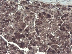 TSC22D1 Monoclonal Antibody (OTI3B7), TrueMAB , OriGene 100 &mu;L; Unconjugated:Antibodies,