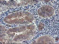 TSC22D1 Monoclonal Antibody (OTI4F1), TrueMAB , OriGene 30 &mu;L; Unconjugated:Antibodies,