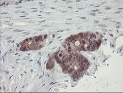 TSC22D1 Monoclonal Antibody (OTI4F1), TrueMAB , OriGene 30 &mu;L; Unconjugated:Antibodies,