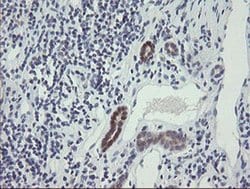 TSC22D1 Monoclonal Antibody (OTI4F1), TrueMAB , OriGene 30 &mu;L; Unconjugated:Antibodies,