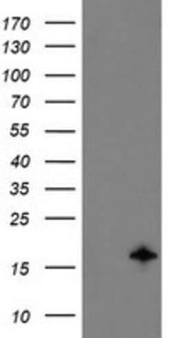 TSC22D1 Mouse anti-Human, Clone: OTI4H8, lyophilized, TrueMAB 100 &mu;g;