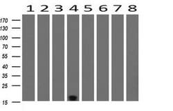 TSC22D1 Mouse anti-Human, Clone: OTI4H8, lyophilized, TrueMAB 100 &mu;g;