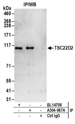TSC22D2 Rabbit anti-Human, Polyclonal, Bethyl Laboratories 10 &mu;L | Buy Online | Bethyl Laboratories, Inc | Fisher Scientific