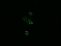TSC22D3 Mouse anti-Human, Clone: OTI3F3, lyophilized, TrueMAB 100 &mu;g;