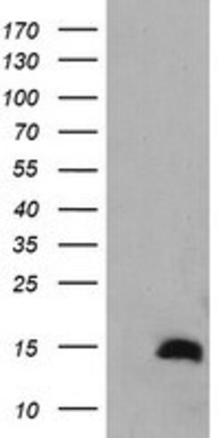 TSC22D3 Mouse anti-Human, Clone: OTI1E11, lyophilized, TrueMAB 100 &mu;g;