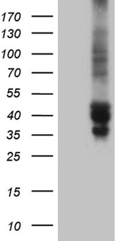 TSC22D4 Monoclonal Antibody (OTI3G6), TrueMAB , OriGene:Antibodies:Primary