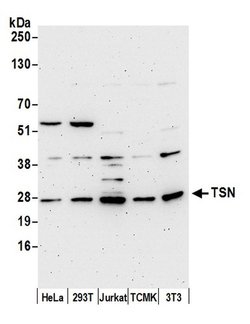 TSN Polyclonal Antibody, Bethyl Laboratories:Antibodies:Primary Antibodies