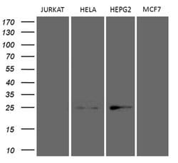 TSN Monoclonal Antibody (OTI1B5), TrueMAB , OriGene 100 &mu;L; Unconjugated:Antibodies,