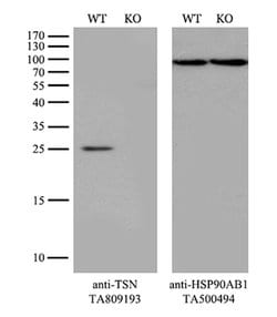 TSN Mouse anti-Human, Clone: OTI4C6, lyophilized, TrueMAB 100 &mu;g; Unconjugated:Antibodies,
