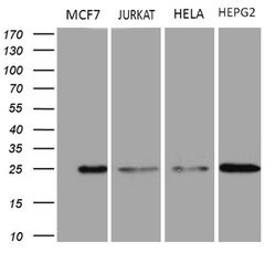 TSN Mouse anti-Human, Clone: OTI4C6, lyophilized, TrueMAB 100 &mu;g; Unconjugated:Antibodies,