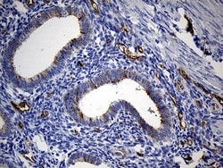 TSPAN7 Monoclonal Antibody (OTI2D6), TrueMAB , OriGene 30 &mu;L; Unconjugated:Antibodies,