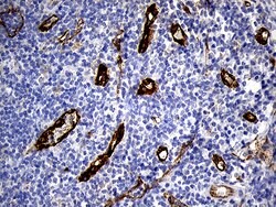 TSPAN7 Monoclonal Antibody (OTI2D6), TrueMAB , OriGene 30 &mu;L; Unconjugated:Antibodies,