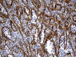TSPAN7 Monoclonal Antibody (OTI2D6), TrueMAB , OriGene 30 &mu;L; Unconjugated:Antibodies,