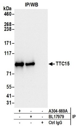 TTC15 Rabbit anti-Human, Polyclonal, Bethyl Laboratories 100 &mu;l; Unlabeled:Antibodies,