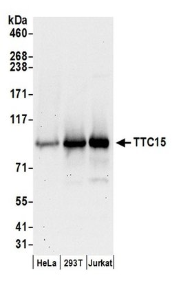 TTC15 Rabbit anti-Human, Polyclonal, Bethyl Laboratories 100 &mu;l; Unlabeled:Antibodies,