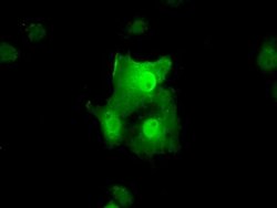 TTC32 Monoclonal Antibody (OTI3E11), TrueMAB , OriGene 30 &mu;L; Unconjugated:Antibodies,