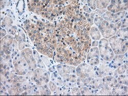 TTC32 Mouse anti-Human, Clone: OTI1F7, lyophilized, TrueMAB 100 &mu;g;