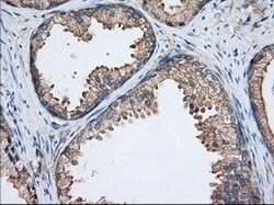 TTC32 Mouse anti-Human, Clone: OTI1F7, lyophilized, TrueMAB 100 &mu;g;