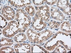 TTC32 Mouse anti-Human, Clone: OTI1F7, lyophilized, TrueMAB 100 &mu;g;