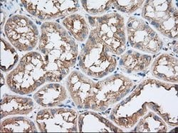 TTC32 Monoclonal Antibody (OTI1F7), TrueMAB , OriGene 100 &mu;L; Unconjugated:Antibodies,