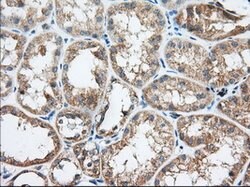 TTC32 Mouse anti-Human, Clone: OTI3C2, lyophilized, TrueMAB 100 &mu;g | Buy Online | Origene Technologies | Fisher Scientific