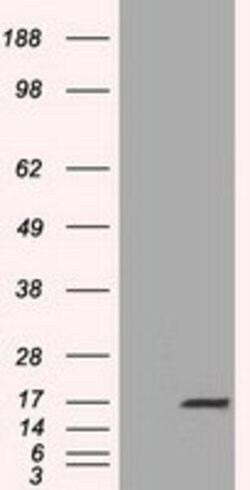 TTC32 Mouse anti-Human, Clone: OTI1F7, lyophilized, TrueMAB 100 &mu;g;