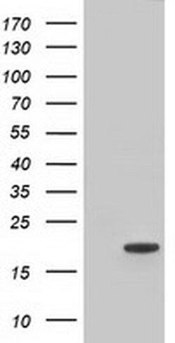 TTC32 Monoclonal Antibody (OTI2B9), TrueMAB , OriGene:Antibodies:Primary