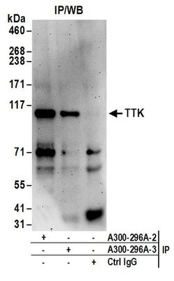 TTK Rabbit anti-Human, Polyclonal, Bethyl Laboratories 100 &mu;l; Unlabeled:Antibodies,