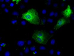 TTLL12 Mouse anti-Human, Clone: OTI13H9, lyophilized, TrueMAB 100 &mu;g;