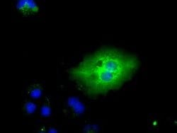 TTLL12 Mouse anti-Human, Clone: OTI4E3, lyophilized, TrueMAB 100 &mu;g;