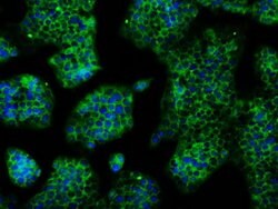 TTLL12 Mouse anti-Human, Clone: OTI4E3, lyophilized, TrueMAB 100 &mu;g;