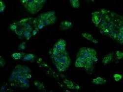 TTLL12 Mouse anti-Human, Rat, Clone: OTI4B2, liquid, TrueMAB 100 &mu;L;