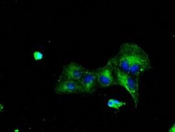 TTLL12 Mouse anti-Canine, Human, Rat, Clone: OTI7F11, liquid, TrueMAB 100