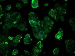TTLL12 Mouse anti-Canine, Human, Rat, Clone: OTI7F11, liquid, TrueMAB 100