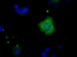 TTLL12 Mouse anti-Human, Clone: OTI6E4, liquid, TrueMAB 100 &mu;L; Unconjugated:Antibodies,