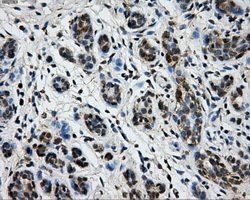 TTLL12 Mouse anti-Human, Clone: OTI1A2, lyophilized, TrueMAB 100 &mu;g;