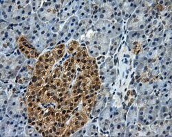 TTLL12 Mouse anti-Human, Clone: OTI1A2, lyophilized, TrueMAB 100 &mu;g;