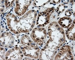 TTLL12 Mouse anti-Human, Clone: OTI1A2, lyophilized, TrueMAB 100 &mu;g;