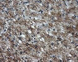 TTLL12 Mouse anti-Human, Clone: OTI1A2, lyophilized, TrueMAB 100 &mu;g;