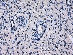 TTLL12 Mouse anti-Human, Clone: OTI4E3, lyophilized, TrueMAB 100 &mu;g;
