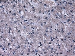 TTLL12 Mouse anti-Human, Clone: OTI4E3, lyophilized, TrueMAB 100 &mu;g;