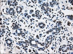 TTLL12 Mouse anti-Human, Rat, Clone: OTI4B2, liquid, TrueMAB 100 &mu;L;