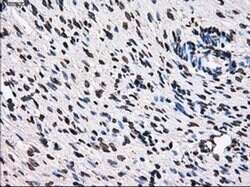TTLL12 Mouse anti-Human, Rat, Clone: OTI4B2, liquid, TrueMAB 100 &mu;L;