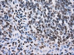 TTLL12 Mouse anti-Human, Rat, Clone: OTI4B2, liquid, TrueMAB 100 &mu;L;