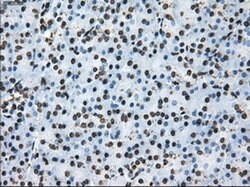 TTLL12 Mouse anti-Human, Rat, Clone: OTI4B2, liquid, TrueMAB 100 &mu;L;