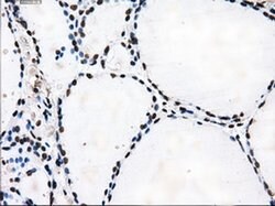 TTLL12 Mouse anti-Human, Rat, Clone: OTI4B2, liquid, TrueMAB 100 &mu;L;