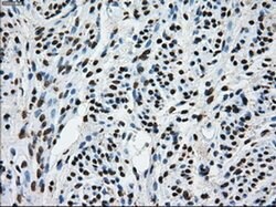 TTLL12 Mouse anti-Human, Rat, Clone: OTI4B2, liquid, TrueMAB 100 &mu;L;